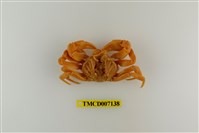 藏品(拉氏清溪蟹)的圖片